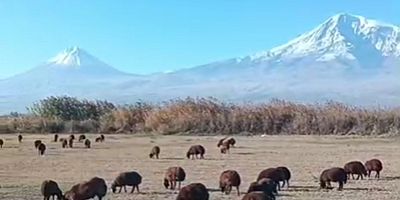 Ağrı Dağı Eteklerinde Sonbahar Güzelliği: Iğdır'da Doğal Görsel Şölen