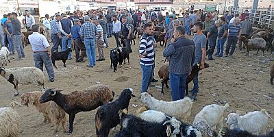 Iğdır Canlı Hayvan Pazarı Yeniden Açıldı