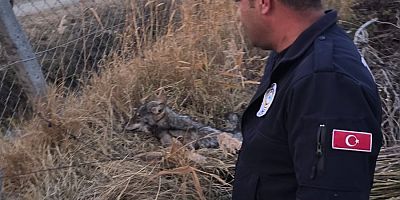 Iğdır'da bitkin halde bulunan kurt koruma altına alındı