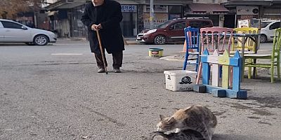 Iğdır’da Sokak Hayvanlarına Şefkat Eli: Yaşlı Adam ve Sürücüler Örnek Davranış Sergiledi