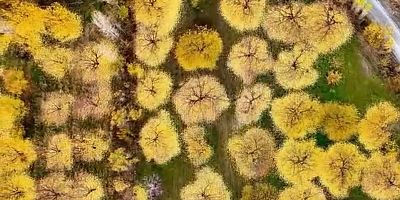 Iğdır’da Sonbahar Şöleni: Kayısı Bahçeleri Renk Cümbüşü