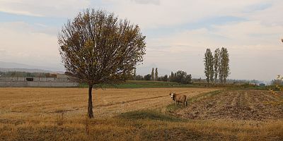 Iğdır’da Sonbaharın Renk Cümbüşü Büyülüyor