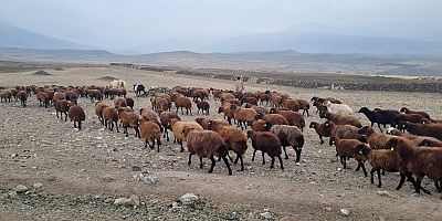 Iğdır’da Yayladan İnen Koyun Sürüleri Köy Meralarını Şenlendirdi