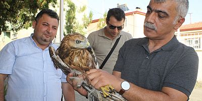 TUZLUCA İLÇE'SİNDE BULUNAN KIZIL, ŞAHİN TEDAVİ ALTINA ALINDI