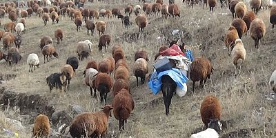 Yaylalardan Zorlu Dönüş: Göçerlerin Iğdır Yolculuğu Başladı